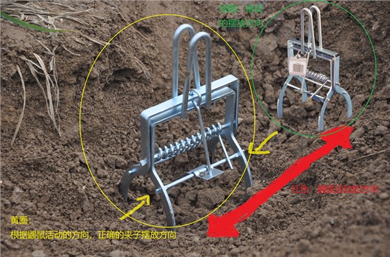 景隆鼴鼠捕捉器擺放